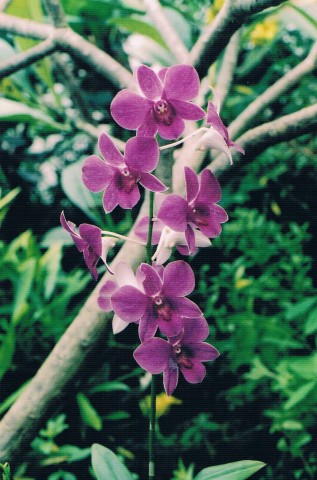 นักเขียน